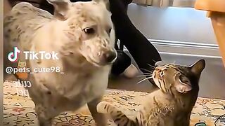 funny video