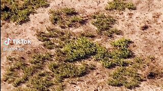 animal documentary