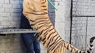 Dangerous Bengal Tiger Bites On My Nick????????????