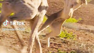 animal documentary
