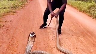 BIG cobra snake ????????
