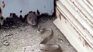 King cobra vs OMG