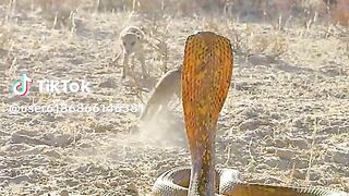 documentary animal