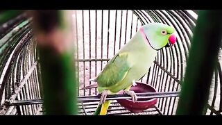 Amazing parrots talking video
