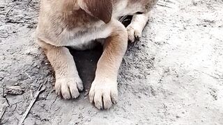 little puppy island