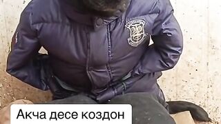 ???? собака без домный