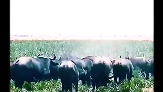 Buffalo fighting lionesses
