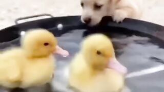 Try Not To Lough ????
