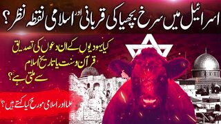 Sacrificing Red Heifer In Israel &  _ Qiyamat Ki Bari Nishani _ Red Heifers and  History