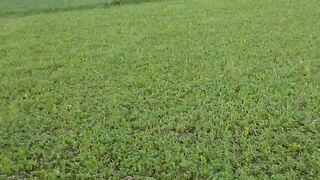 Greenary