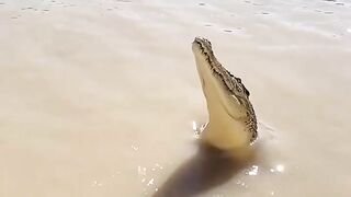 Crocodile ????????