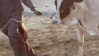 Mirza H&H