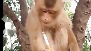 Wow active monkey