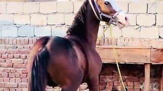 Horse ???????? video