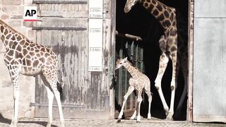 Baby giraffe ventures outdoors for the first time at UK zoo.