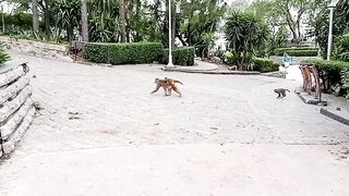 Monkey catch the baby