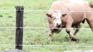 Bull Gets Triggered By Electric