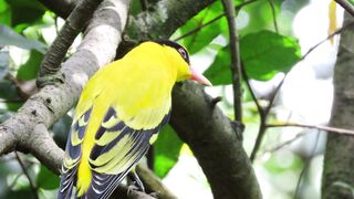 yellow-bird-in-the-forest