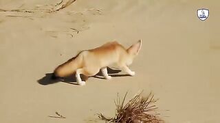 The africain fox