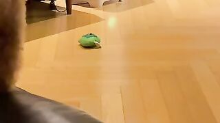 Short video cat