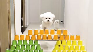 Short video cat