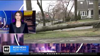 Crews across Westchester County clean up downed trees after storm.