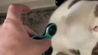 cat playing with fidget spinner