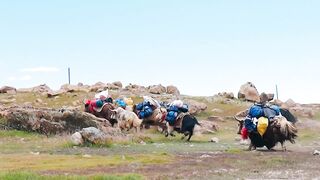 تبت، شاہراہ پر（سیزن 2）---تبتی یاک اور دودھ