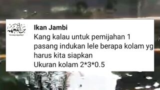 Untuk pemijahan sepasang INDUK LELE berapa kolam yang harus disiapkan❓