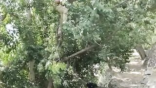 Khubani utarte hue video Arif ba