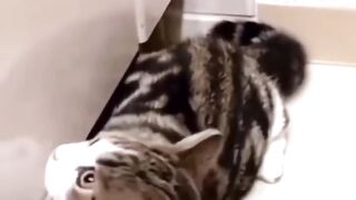 Funniest cats compilation part 84