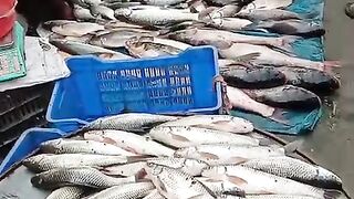 Fishes