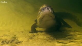 The crocodile attached the hippo and elephant! Incredible crocodile attacks