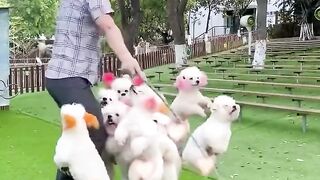 Playing with dogs