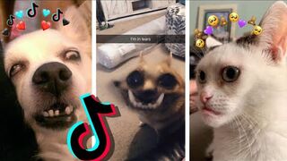 ???? Dogs and Cats on TikTok #51???? - Animal Videos: TikTok Funny Dogs and Cats Compilation 2020