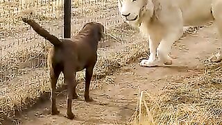 Cute Lion Gives Smooches to Puppy's paw