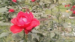 I went to the rose garden today