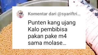 Pembibisan pakan dengan Em4 itu kuat bertahan berapa hari❓ingat BIBIS dengan FERMENTASI itu beda