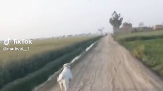 Bully dig in fighting