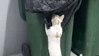 My cat playing