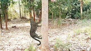 Cheetah attack