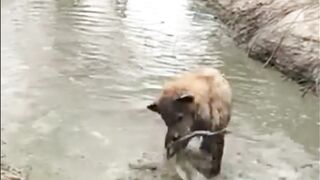 Hyena finding big fish|Viral|