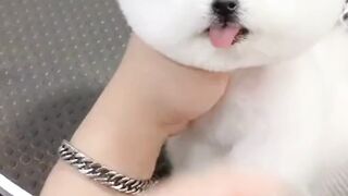 Fur-gone Funnies Dogs Shaving  ????✂️????  Pet Grooming Giggles & Canine Comedy #DogShaving #FunnyPetVideos #ViralGroomingLaughs