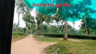 Tea garden