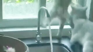 one movement of funny cat life 6