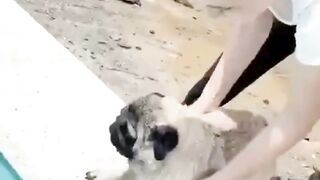 Paws in Pools Viral Doggy Swims! ???????? #DogSwimming #ViralPets