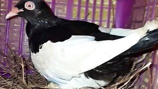 Pegion Funny Video