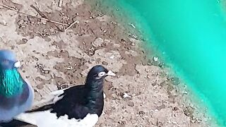 Crazy Pegion ???? Must Watch ????
