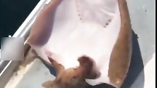 السمكة الضاحكة