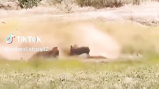 Funny video animals fights latest funny 2024